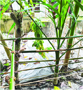 Image of মো: রাব্বি